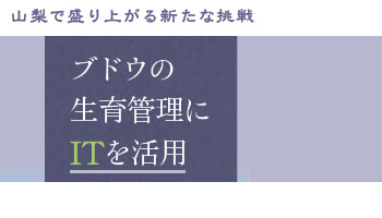 山梨で盛り上がる新たな挑戦 ブドウの生育管理にITを活用