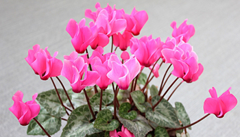 熊本県の農大・農高、システムフォレストのIoTソリューションを導入