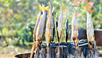 NEC、「清流長良川」でアユの遡上数を自動計測するシステムの実証を実施