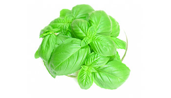 八幡平スマートファーム、IoTを活用したバジルの養液栽培ハウスを新設