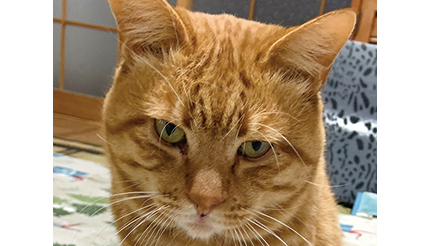 <今日は何の日>2月22日『猫の日』