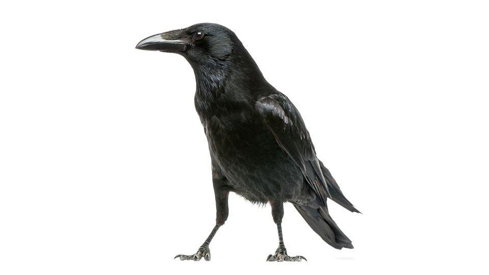 <今日は何の日>9月6日『カラスの日』