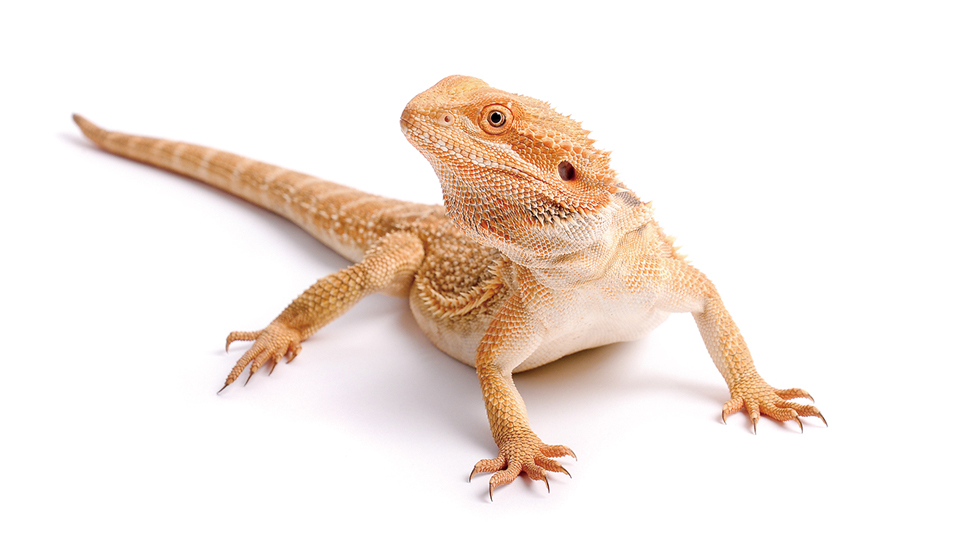 <今日は何の日>11月22日『あにまるすまいるの日』