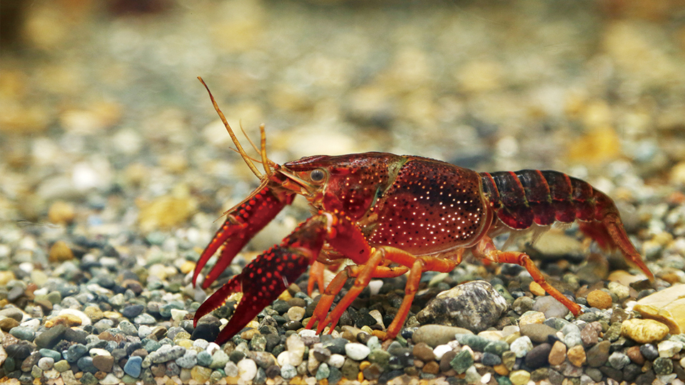 ＜今日は何の日＞5月12日「ザリガニの日」