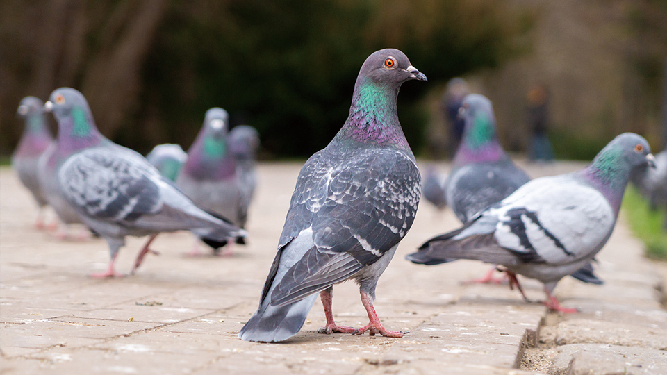 ＜今日は何の日＞8月10日「鳥と人との共生の日」